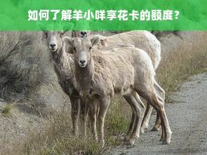 如何了解羊小咩享花卡的额度？