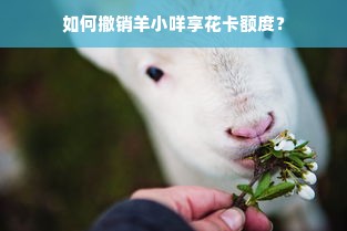 羊小咩便荔卡额度提现攻略，了解限制额度，轻松提现