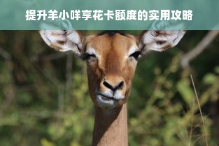 提升羊小咩享花卡额度的实用攻略