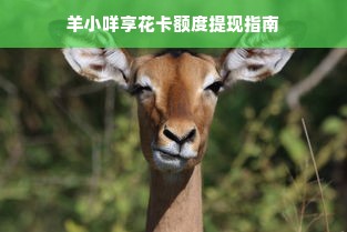 羊小咩享花卡额度提现指南