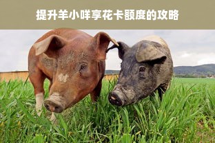 提升羊小咩享花卡额度的攻略