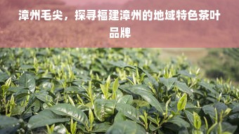 漳州毛尖，探寻福建漳州的地域特色茶叶品牌