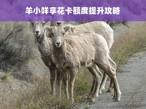 羊小咩享花卡额度提升攻略