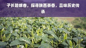 子长碧螺春，探寻陕西茶香，品味历史传承