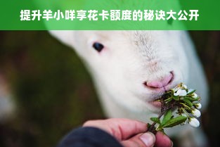 提升羊小咩享花卡额度的秘诀大公开