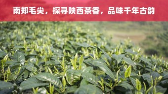 南郑毛尖，探寻陕西茶香，品味千年古韵