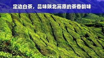 定边白茶，品味陕北高原的茶香韵味