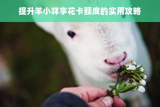 提升羊小咩享花卡额度的实用攻略