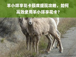 羊小咩享花卡额度提现攻略，如何高效使用羊小咩享花卡？