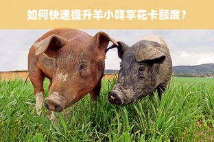 如何快速提升羊小咩享花卡额度？