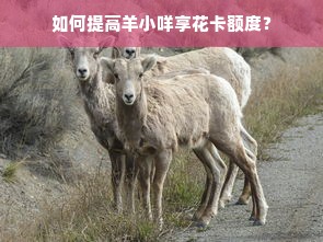 如何提高羊小咩享花卡额度？