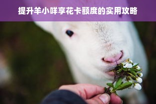 提升羊小咩享花卡额度的实用攻略