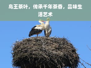 鸟王茶叶，传承千年茶香，品味生活艺术