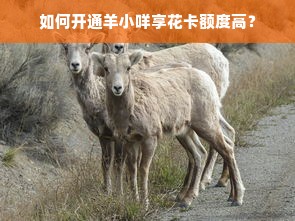 如何开通羊小咩享花卡额度高？