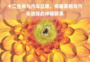 十二生肖与汽车品牌，揭秘属相与汽车选择的神秘联系