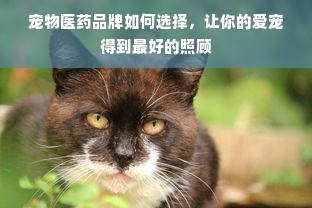 宠物医药品牌如何选择，让你的爱宠得到最好的照顾
