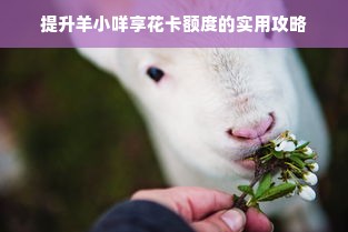 提升羊小咩享花卡额度的实用攻略