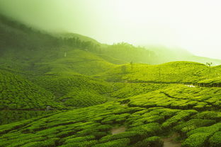 云南西山版纳茶叶，深山古树茶香里的品牌突围之路
