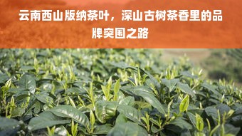 云南西山版纳茶叶，深山古树茶香里的品牌突围之路