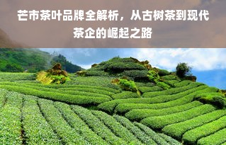 芒市茶叶品牌全解析，从古树茶到现代茶企的崛起之路