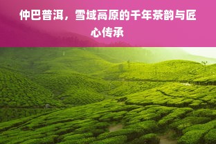 京东白条额度如何套出来？征信京东白条没额度怎么办？