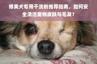 博美犬专用干洗粉推荐指南，如何安全清洁宠物皮肤与毛发？