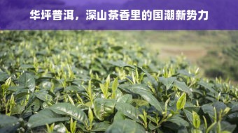 羊小咩便荔卡额度怎么套出来？羊小咩便荔卡额度卷是什么啊？