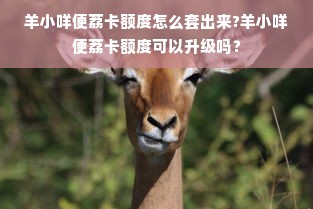 羊小咩便荔卡额度怎么套出来?羊小咩便荔卡额度可以升级吗？