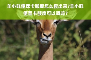 羊小咩便荔卡额度怎么套出来?羊小咩便荔卡额度可以调吗？