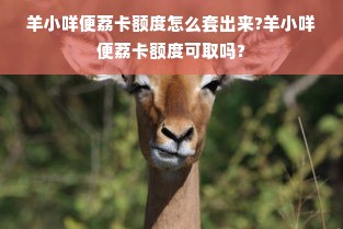 羊小咩便荔卡额度怎么套出来?羊小咩便荔卡额度可取吗?