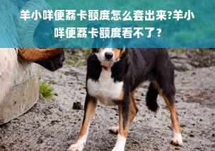 羊小咩便荔卡额度怎么套出来?羊小咩便荔卡额度看不了？