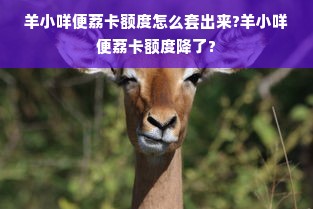 羊小咩便荔卡额度怎么套出来?羊小咩便荔卡额度降了?