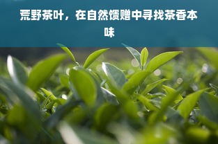 荒野茶叶，在自然馈赠中寻找茶香本味