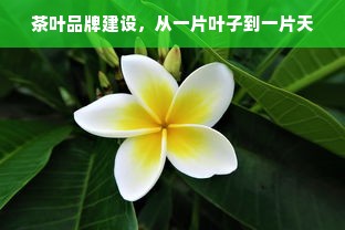 茶叶品牌建设，从一片叶子到一片天