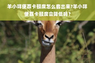 羊小咩便荔卡额度怎么套出来?羊小咩便荔卡额度会降低吗？