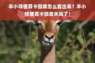 羊小咩便荔卡额度怎么套出来？羊小咩便荔卡额度关闭了！
