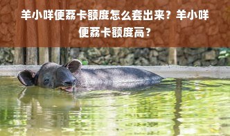 羊小咩便荔卡额度怎么套出来？羊小咩便荔卡额度高？