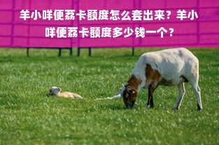 羊小咩便荔卡额度怎么套出来？羊小咩便荔卡额度多少钱一个？
