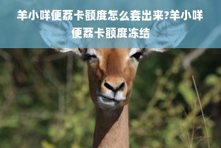 羊小咩便荔卡额度怎么套出来?羊小咩便荔卡额度冻结