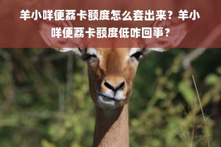 羊小咩便荔卡额度怎么套出来？羊小咩便荔卡额度低咋回事？