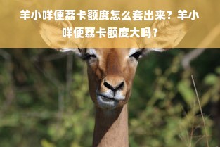 羊小咩便荔卡额度怎么套出来？羊小咩便荔卡额度大吗？