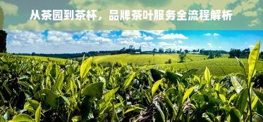 从茶园到茶杯，品牌茶叶服务全流程解析