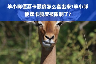 羊小咩便荔卡额度怎么套出来?羊小咩便荔卡额度被限制了?