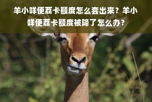 羊小咩便荔卡额度怎么套出来？羊小咩便荔卡额度被降了怎么办？