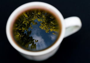 从茶山到茶杯，XX茶品牌的百年匠心之路