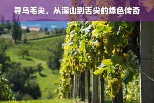 寻乌毛尖，从深山到舌尖的绿色传奇