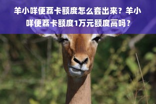 羊小咩便荔卡额度怎么套出来？羊小咩便荔卡额度1万元额度高吗？