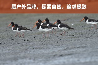 鹰户外品牌，探索自然，追求极致
