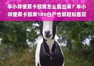羊小咩便荔卡额度怎么套出来？羊小咩便荔卡额度100白户也能轻松套现！