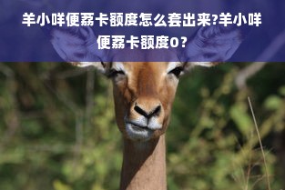 羊小咩便荔卡额度怎么套出来?羊小咩便荔卡额度0？